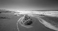 Sea tangle of kelp on Moonstone Beach in Cambria on the central coast of California United States in black and white