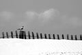 Sea tern on sand dune Royalty Free Stock Photo