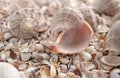 Sea theme background with shells scattered close-up. Sea shell collection Royalty Free Stock Photo