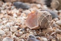 Sea theme background with shells scattered close-up. Sea shell collection Royalty Free Stock Photo