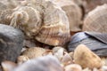 Sea theme background with shells scattered close-up. Sea shell collection Royalty Free Stock Photo