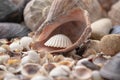 Sea theme background with shells scattered close-up. Sea shell collection Royalty Free Stock Photo