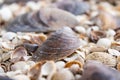 Sea theme background with shells scattered close-up. Sea shell collection Royalty Free Stock Photo