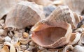 Sea theme background with shells scattered close-up. Sea shell collection Royalty Free Stock Photo