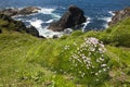 Sea Thrift (Armeria maritima) flowering