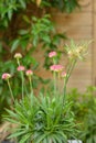 Sea thrift Armeria pseudarmeria Sweet Dreams, pink flowering plant