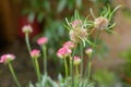 Sea thrift Armeria pseudarmeria Sweet Dreams, pink flowers