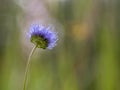 Sea thrift, inflorescence, Armeria maritima