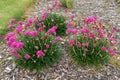 Pink Sea Thrift Plant in Bloom Royalty Free Stock Photo