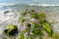 Sea tidal bore. Waves break on stones overgrown by moss and algae. Beautiful seascape