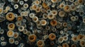 A sea of tiny mushroomlike structures dotting a dark background this image could easily be mistaken for a microscopic