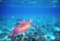 Sea tortoise in blue water above coral reef. Tropical sea nature of exotic island. Royalty Free Stock Photo