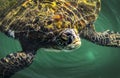 Sea tortoise in kalba lake