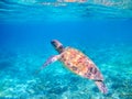 Sea tortoise dives up for breath. Tropical island seashore nature. Royalty Free Stock Photo