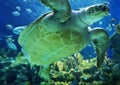 Sea tortoise with fishes