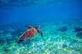 Sea tortoise in sea water. Marine green sea turtle closeup. Wildlife of tropical coral reef. Royalty Free Stock Photo