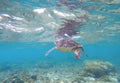 Sea tortoise taking breath from water surface. Snorkeling with marine animal. Royalty Free Stock Photo