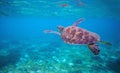 Sea tortoise in sea water. Marine green sea turtle closeup. Wildlife of tropical coral reef. Royalty Free Stock Photo
