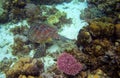 Sea tortoise in sea water. Marine green sea turtle closeup. Wildlife of tropical coral reef. Royalty Free Stock Photo