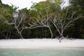 Sea tree beach