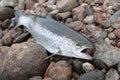 Sea trout