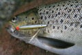 Lure for Sea Trout Fishing Royalty Free Stock Photo