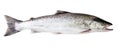 Sea trout fish Royalty Free Stock Photo