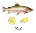 Sea trout fish with lemon. Handmade watercolor painting illustration on a white paper art background Royalty Free Stock Photo