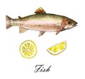 Sea trout fish with lemon. Handmade watercolor painting illustration on a white paper art background