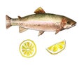 Sea trout fish with lemon. Handmade watercolor painting illustration on a white paper art background Royalty Free Stock Photo