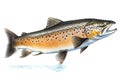 Sea trout fish on white background, animals, marine life Royalty Free Stock Photo