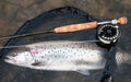 Sea trout on fly rod Royalty Free Stock Photo