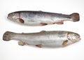 Sea Trout, salmo trutta trutta, Fresh Fishes against White Background