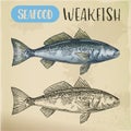 Sea Trout Or Weakfish Sketch For Vegetarian Shop