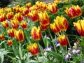 Sea of Tulips Royalty Free Stock Photo