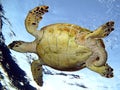 Sea Turtle Royalty Free Stock Photo