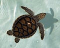 Sea Turtle