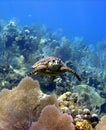 Sea turtle Royalty Free Stock Photo