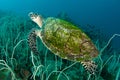 Sea Turtle Royalty Free Stock Photo