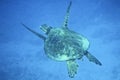 Sea Turtle Royalty Free Stock Photo