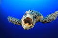 Sea Turtle Royalty Free Stock Photo
