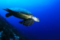 Sea turtle Royalty Free Stock Photo