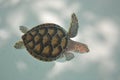 Sea turtle Royalty Free Stock Photo