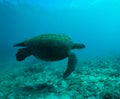 Sea Turtle