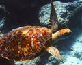 Sea turtle