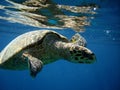 Sea turtle Royalty Free Stock Photo