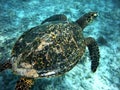 Sea turtle Royalty Free Stock Photo