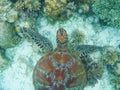 Sea turtle above sand and coral on seabottom. White coral sand and coral reef.