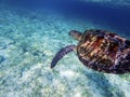 Sea turtle above white sand sea bottom. Coral reef animal underwater photo. Royalty Free Stock Photo