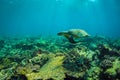 Sea turtle and beautiful underwater scene with marine life in sunlight in the blue sea. Maldives underwater paradise Royalty Free Stock Photo